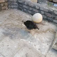 بوقلمون|حیوانات مزرعه|تربت‌حیدریه, کلاته توکلی|دیوار