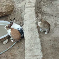 خرگوش با ضمانت  بچه دادن