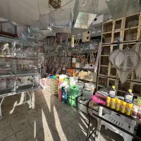 پرنده سرای|پرنده|الیگودرز, |دیوار