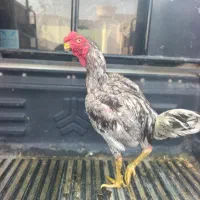 خروس لاری هندی نوک طوطی
