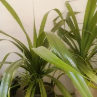 گل پاندانوس