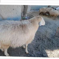 گوسفند زنده مغان کوردستان