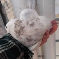 کبوتر طوق مولد