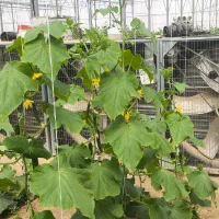 فن ۶ پره گلخانه