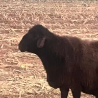 فروش قوچ افشاری