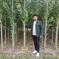 نهال صنوبر پرطرفدار مشاوره رایگان کاشت حرفه‌ای