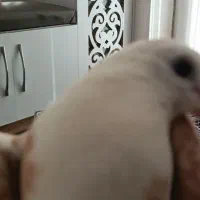 کله سفید کربلایی|پرنده|فردوس (خراسان), |دیوار