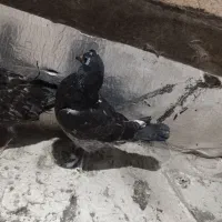 کفتر پرشی جوجه