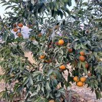 باغچه  ثمری سند دار مستثنیات .قیمت توافقی