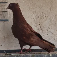 سرخ ماده|پرنده|اقبالیه, |دیوار