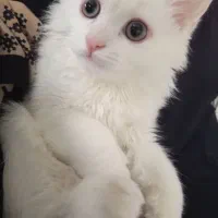 گربه نژاد دار