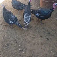 بوقلمون محلی تخمگذار