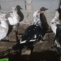 اردک اسرائیلی نر ماده