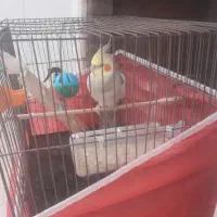 عروش هلندی