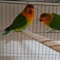 کوتوله مولد طوطی برزیلی مولد|پرنده|خمینیشهر, |دیوار