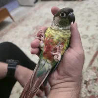 جوجه طوطی گرینچیک