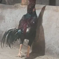 خروس لاری اصیل