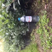 گل یاس گلدان ۳/۵|گل و گیاه طبیعی|واجارگاه, |دیوار