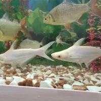 پنکوس سفید جفت