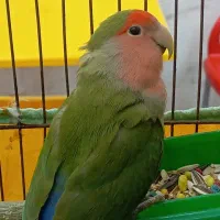 طوطی برزیلی نر|پرنده|اشتهارد, |دیوار