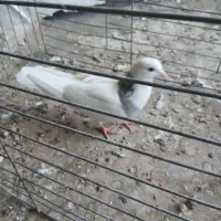 دوتا نر طوقی|پرنده|حمیدیا, |دیوار