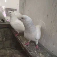 کبوتر|پرنده|تبریز, |دیوار