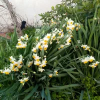 منزل-باغ-بنفش-400-متر