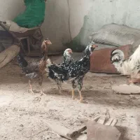مرغ و خروس گلین