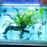 آکواریوم پلنت ریملس