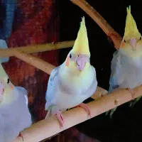 جوجه عروس هلندی ژنتیک فوق العاده