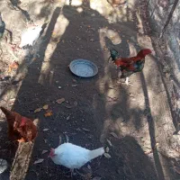 مرغ و خروس|حیوانات مزرعه|موچش, |دیوار