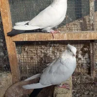 کبوتر نروماده دمبی