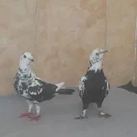 سبز کاکل پاپر|پرنده|فسا, |دیوار