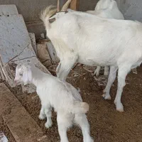 بزغاله سانن ماده