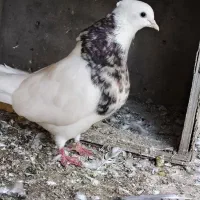 کبوتر|پرنده|خرمشهر, |دیوار