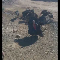 قه لی خومالی