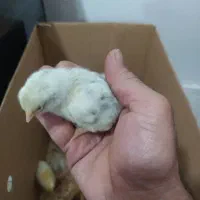 جوجه|حیوانات مزرعه|ایلام, |دیوار