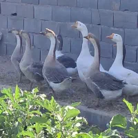 قو غاز و غاز اکراینی|حیوانات مزرعه|مهریز, |دیوار