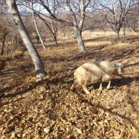 کاوُر نژاد دار تک زه فروش فوری|حیوانات مزرعه|بافت, |دیوار