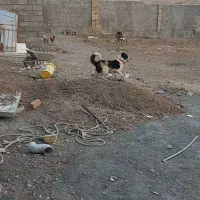 واگذاری سگ قدریجون نگهبان صدرصد|سگ|کرمانشاه, |دیوار