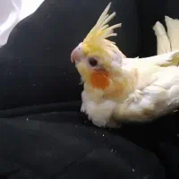 جوجه عروس هلندی|پرنده|تهران, هفده شهریور|دیوار