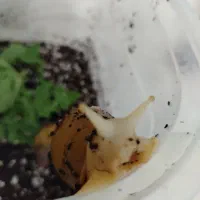 حلزون|خزنده|نیشابور, بنیاد شهید|دیوار