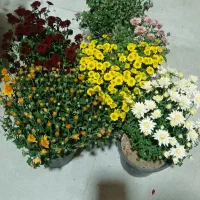 فروش انواع گل و گیاه و گلدان به قیمت اقتصادی|گل و گیاه طبیعی|شیراز, گلدشت معالی‌آباد|دیوار