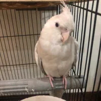 عروس هلندی نر