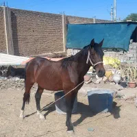 اسب|اسب و تجهیزات اسب‌سواری|بهبهان, |دیوار