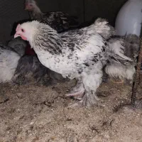 جوجه مرغ خروس برهما ۴.۵ ماهه|حیوانات مزرعه|یزد, |دیوار