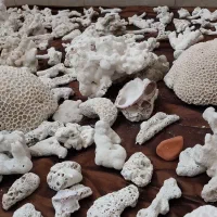 سنگ آکواریوم. ماهی|ماهی|شیروان (خراسان), |دیوار