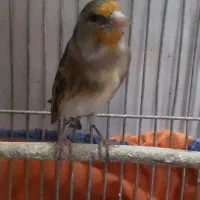 سهره قناری دهن دار دهن لر بی غلط اس