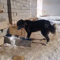 سلام توله لاس قدرجونی