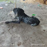 سگ گمشده مژدگانی داره محدوده شهرک